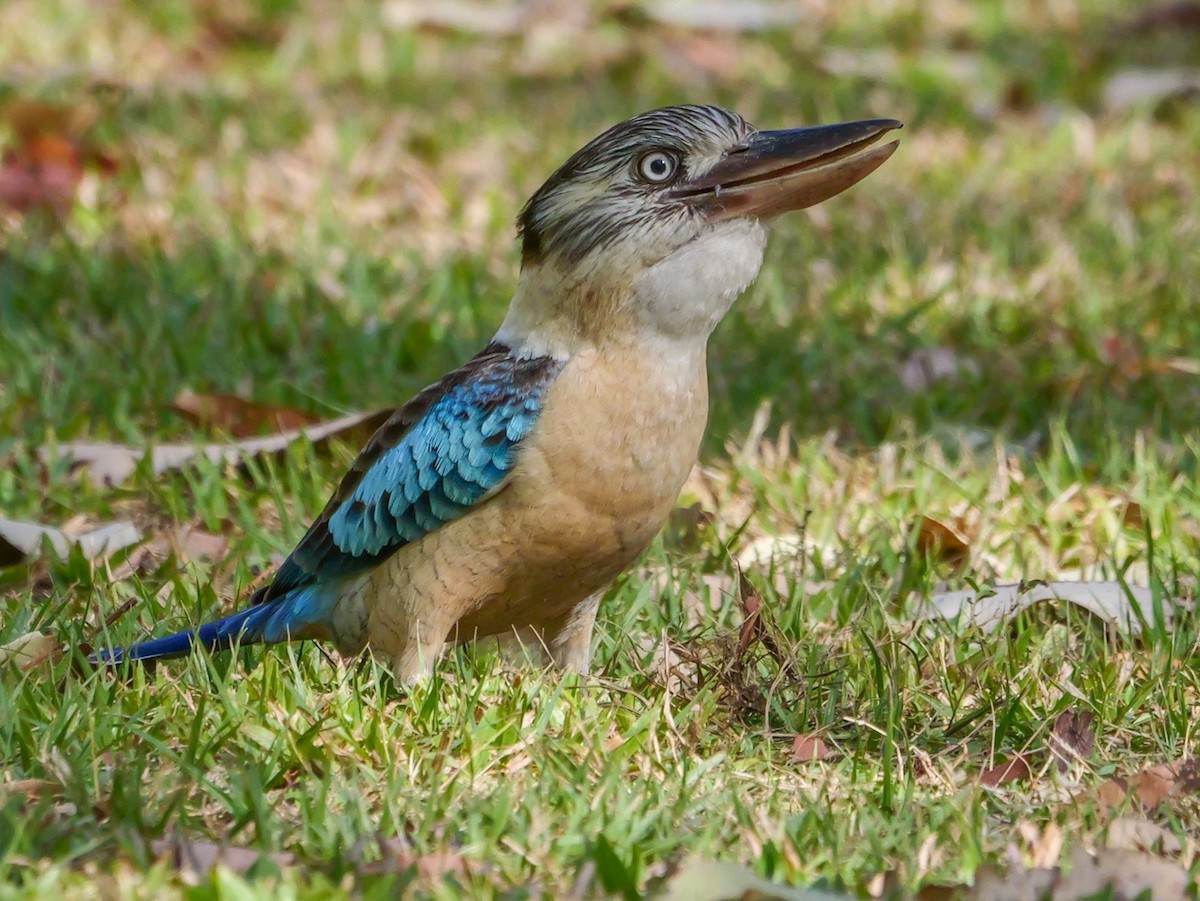 Blue-winged Kookaburra - ML623353105