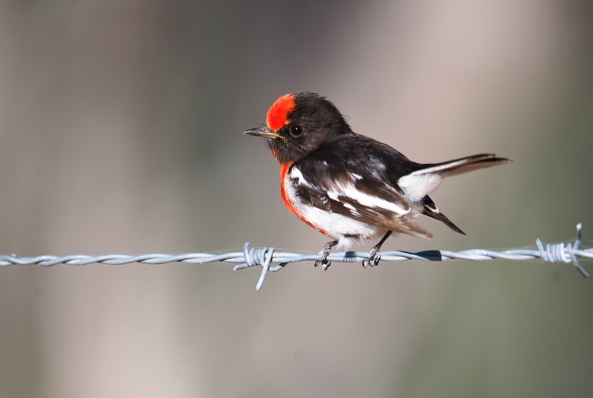 Red-capped Robin - ML623353117