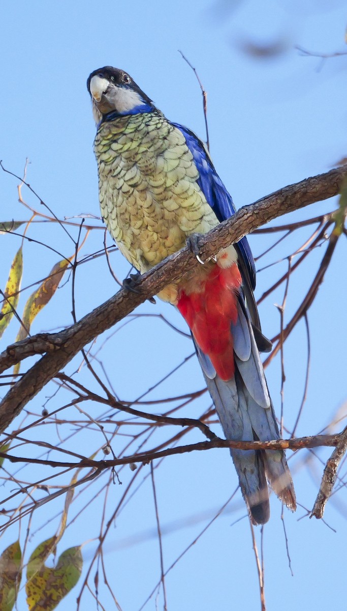 Northern Rosella - ML623353124