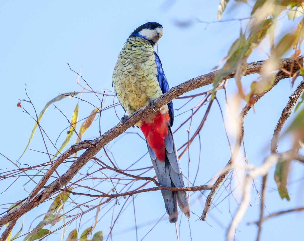 Northern Rosella - ML623353125