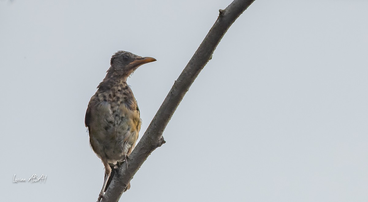 African Thrush - lucien ABAH