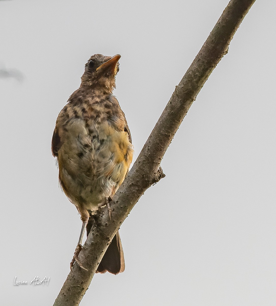 African Thrush - ML623353134