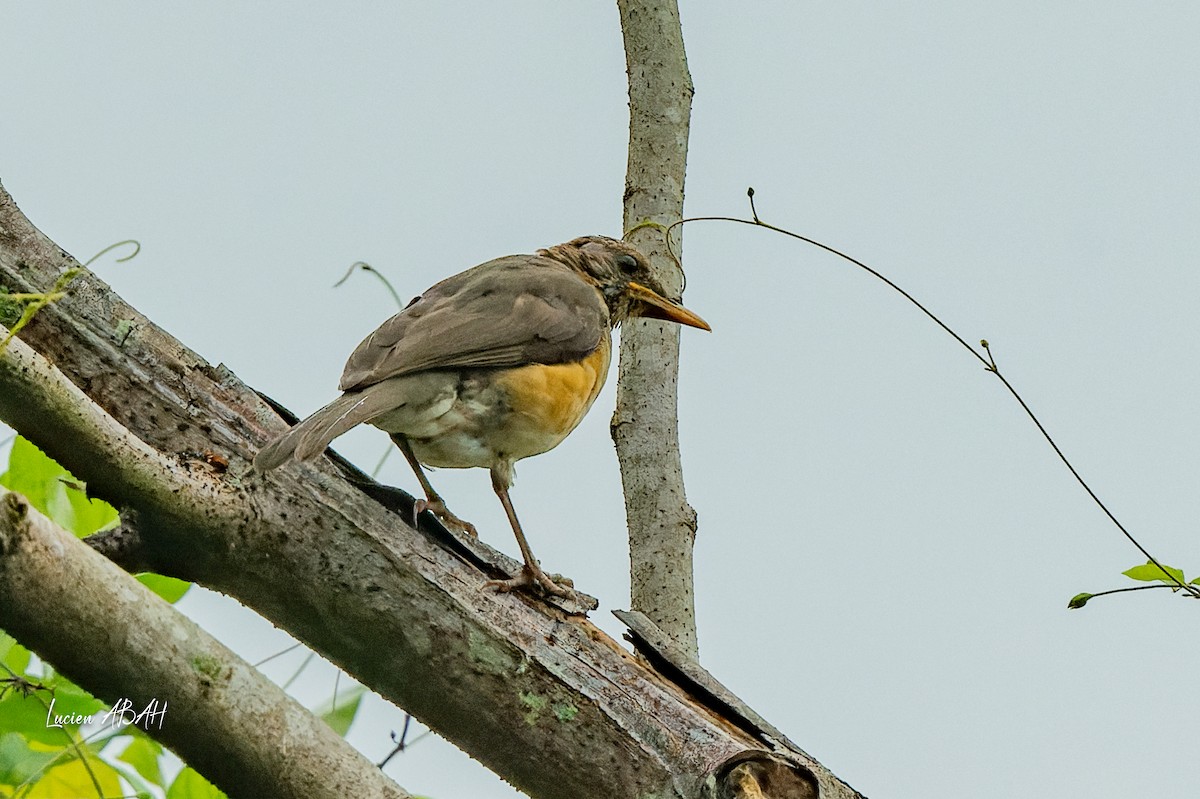 African Thrush - ML623353135