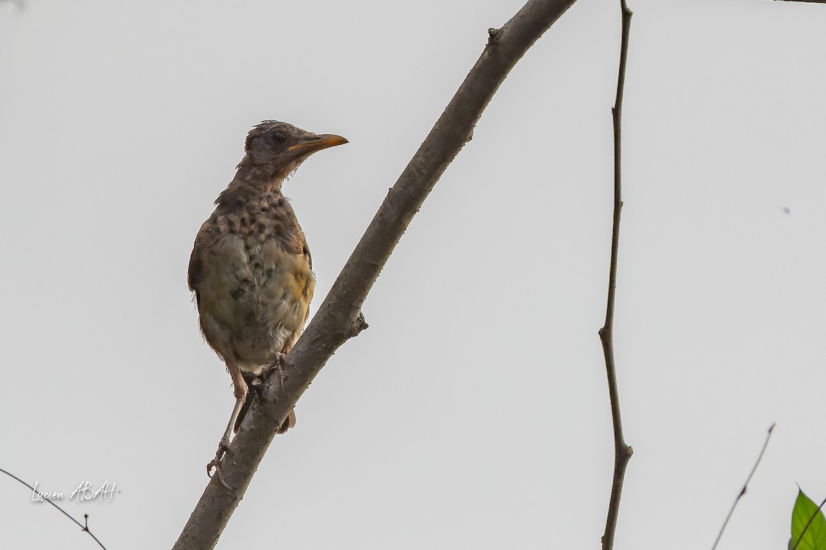 African Thrush - ML623353136