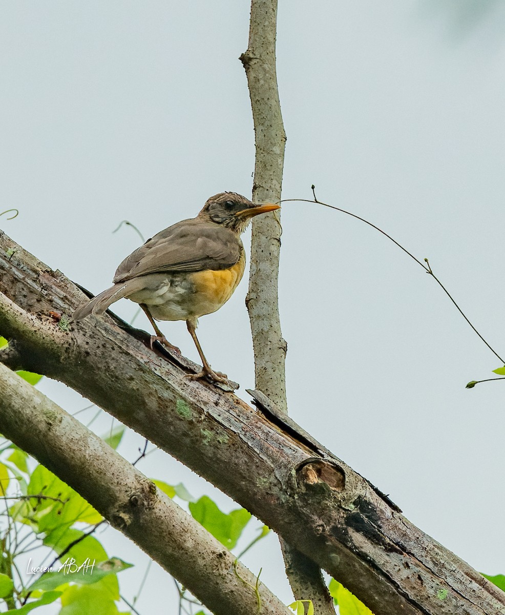 African Thrush - ML623353137