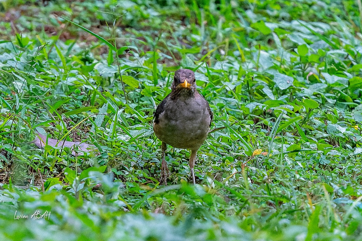 African Thrush - ML623353139