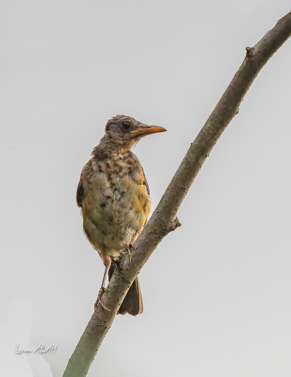 African Thrush - ML623353140