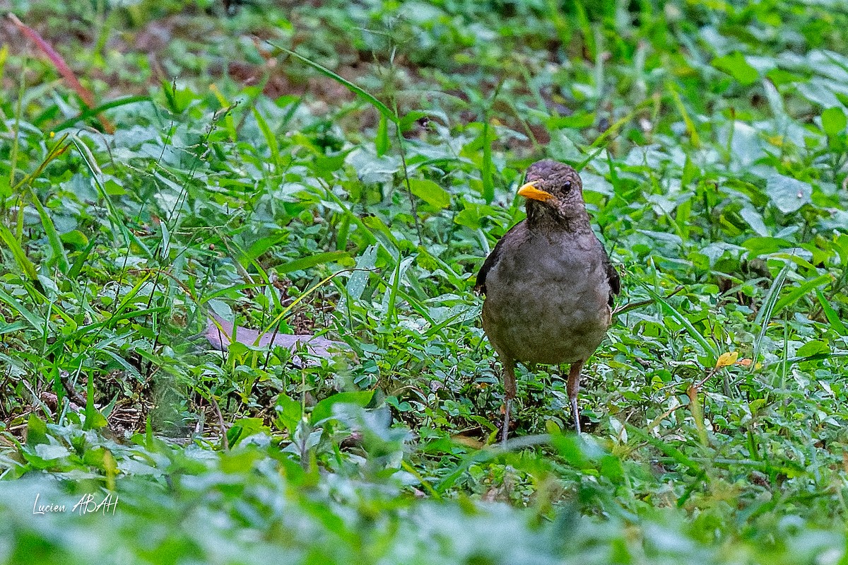 African Thrush - ML623353141