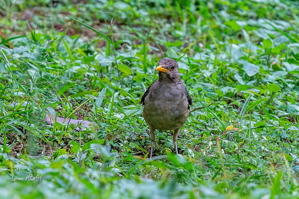 African Thrush - ML623353142