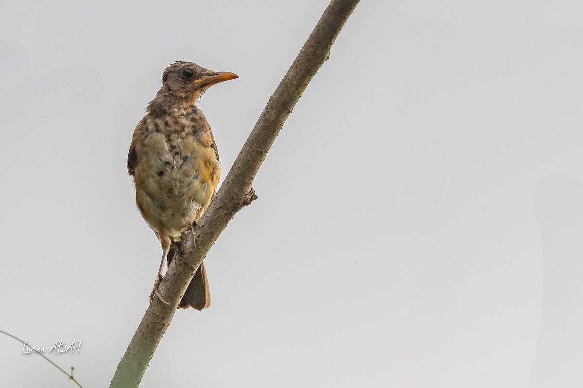 African Thrush - ML623353143