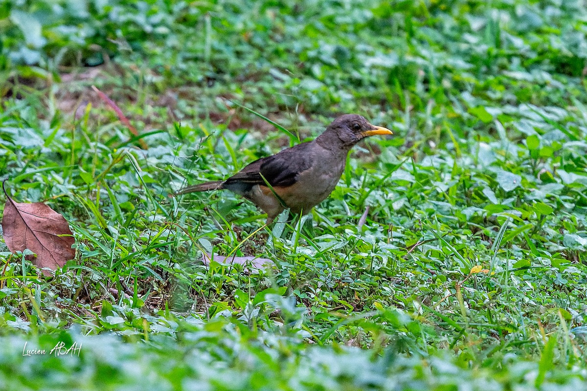 African Thrush - ML623353144