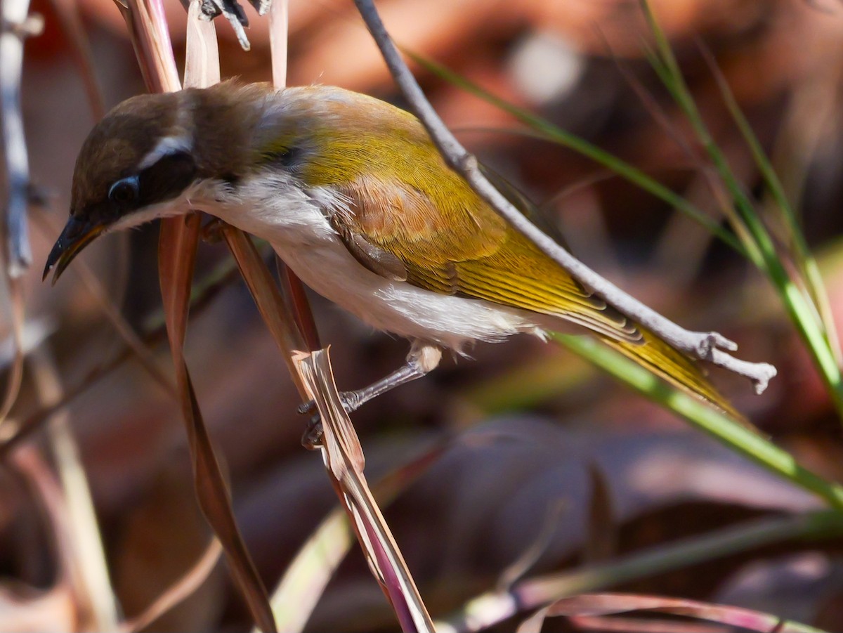 White-throated Honeyeater - ML623353167