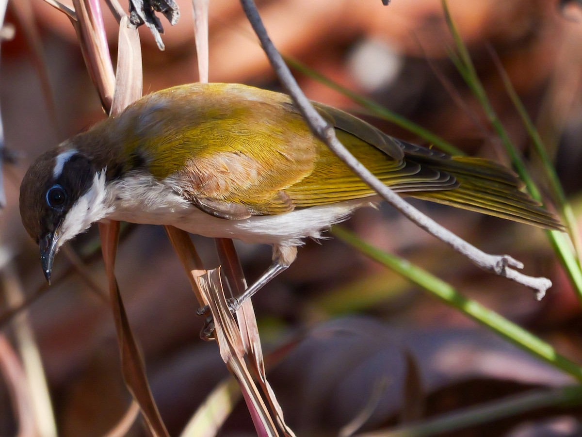 White-throated Honeyeater - ML623353168