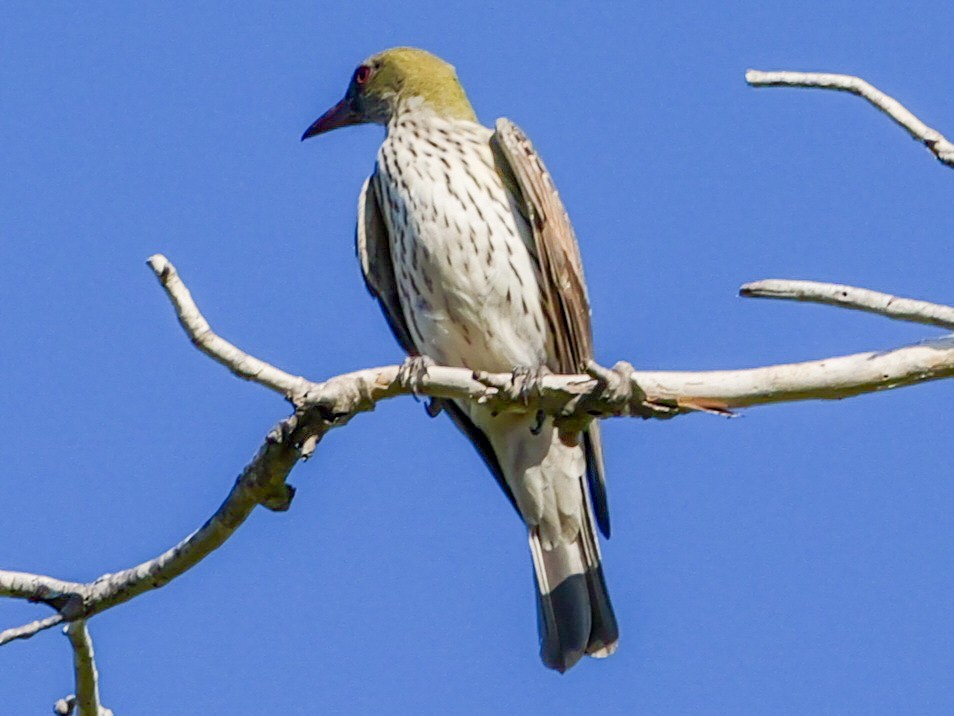 Olive-backed Oriole - ML623353169