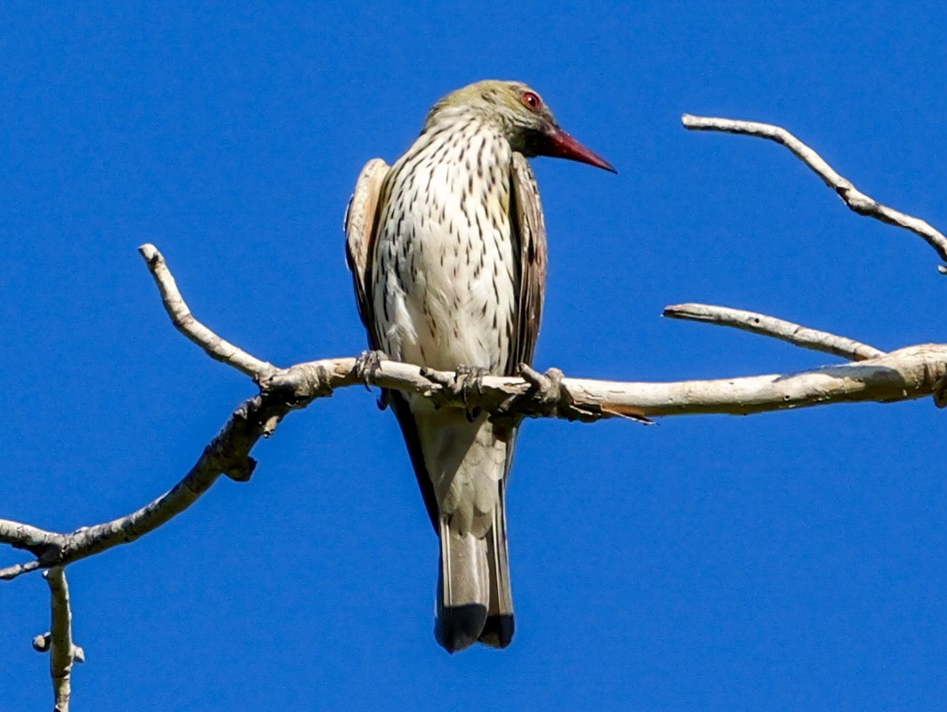 Olive-backed Oriole - ML623353170