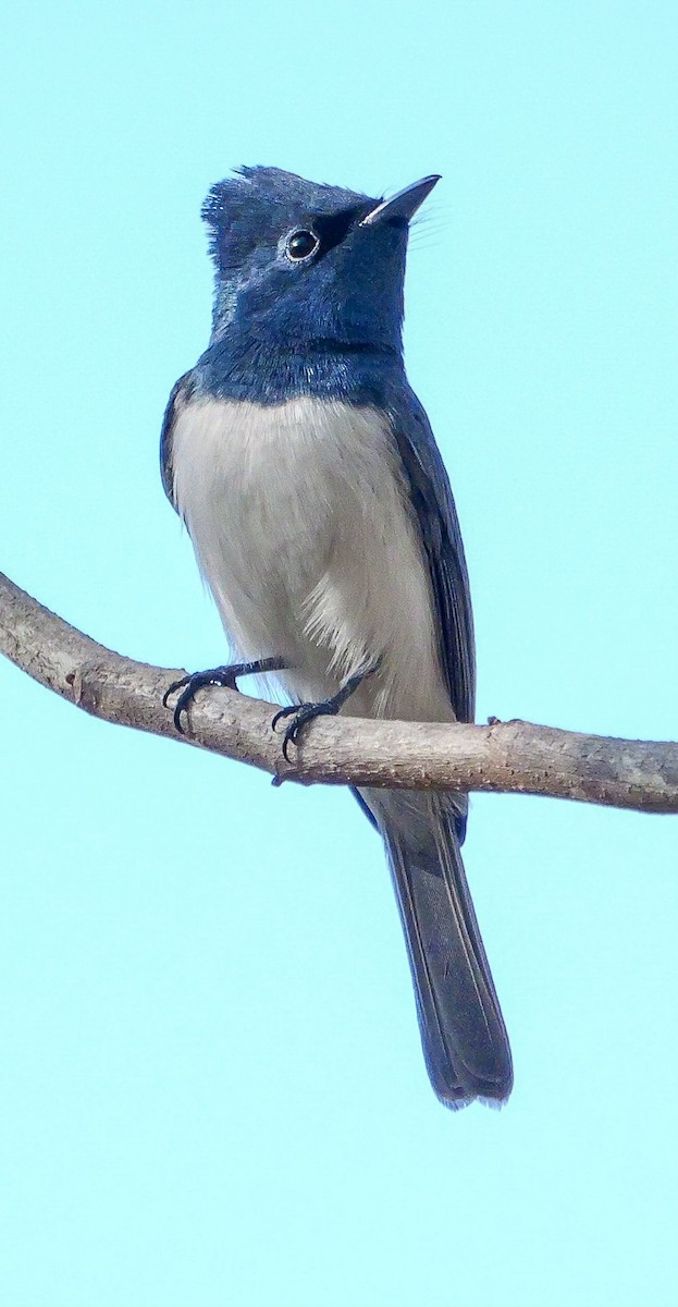 Leaden Flycatcher - ML623353187