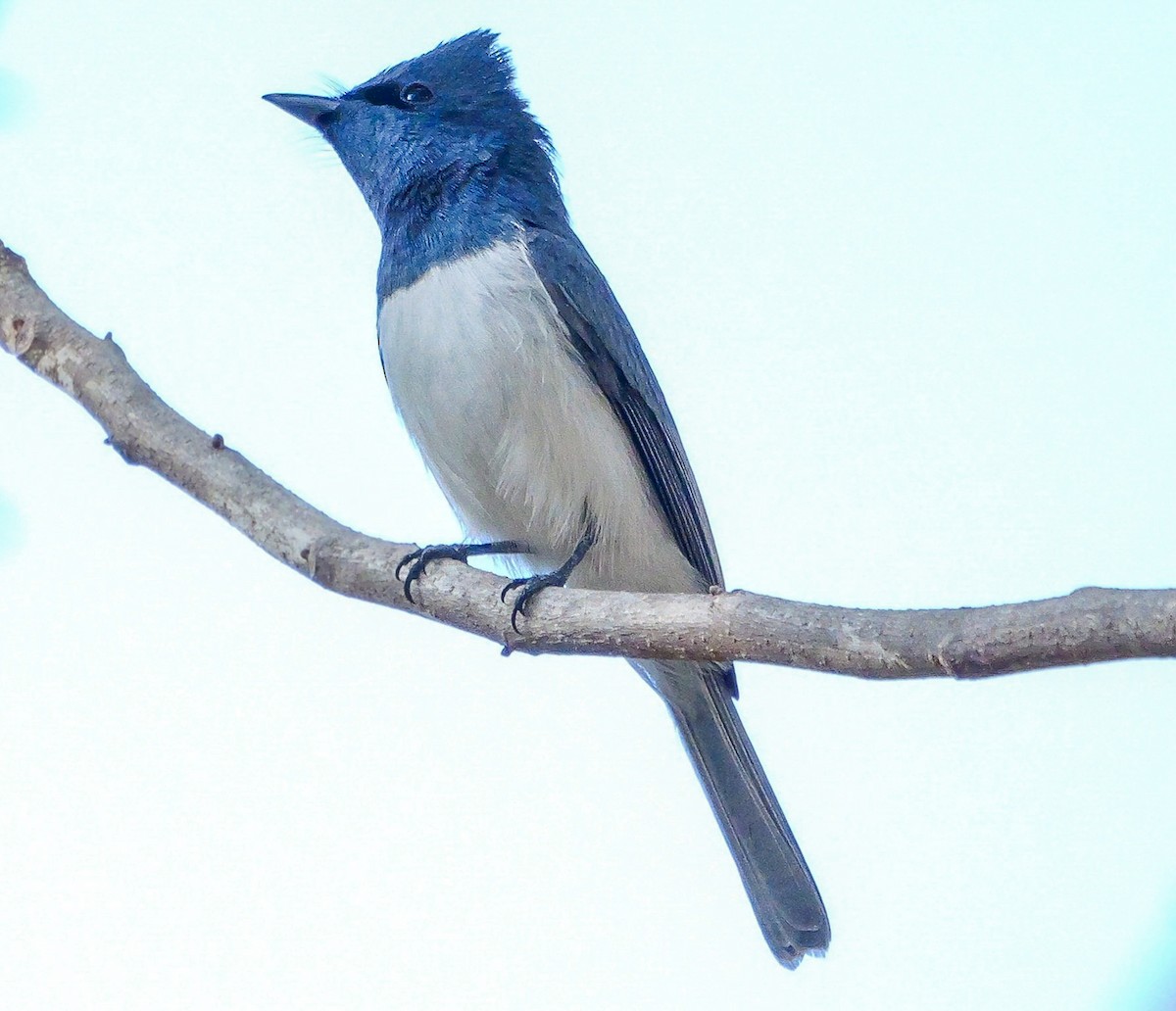 Leaden Flycatcher - ML623353188