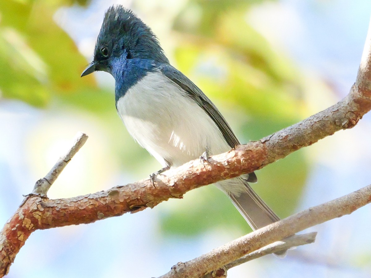 Leaden Flycatcher - ML623353189