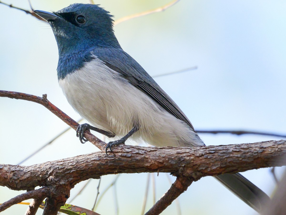 Leaden Flycatcher - ML623353190