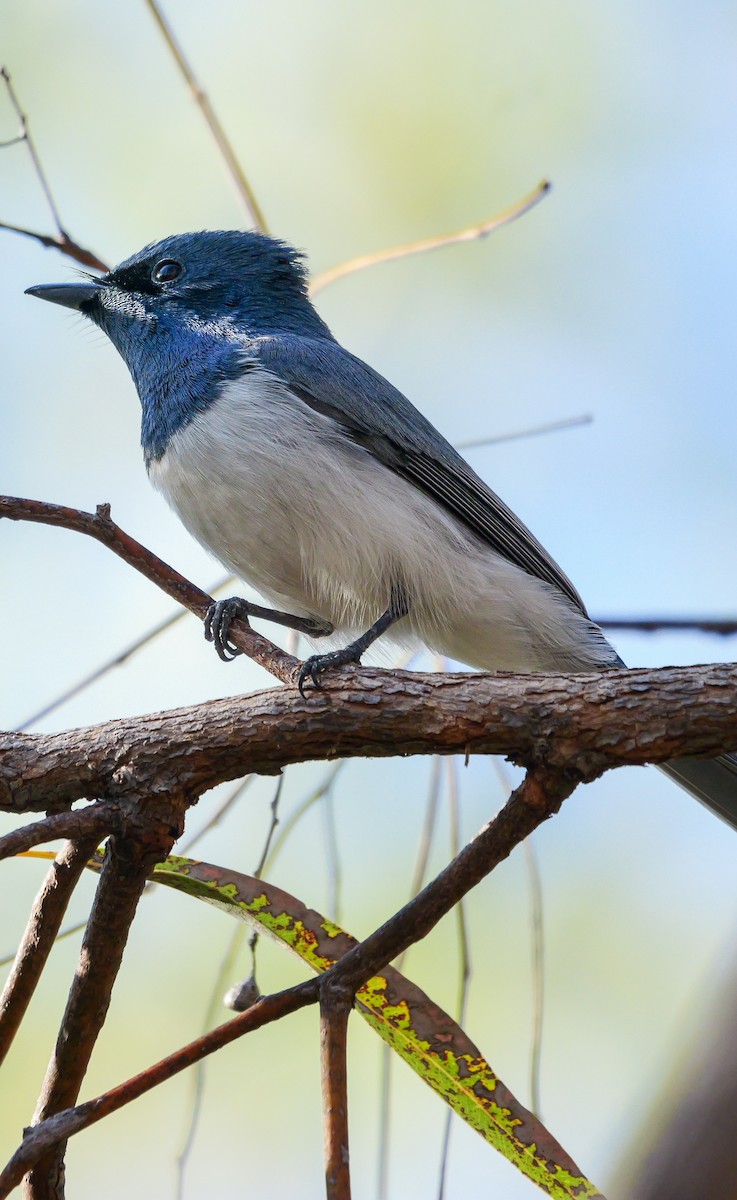 Leaden Flycatcher - ML623353191