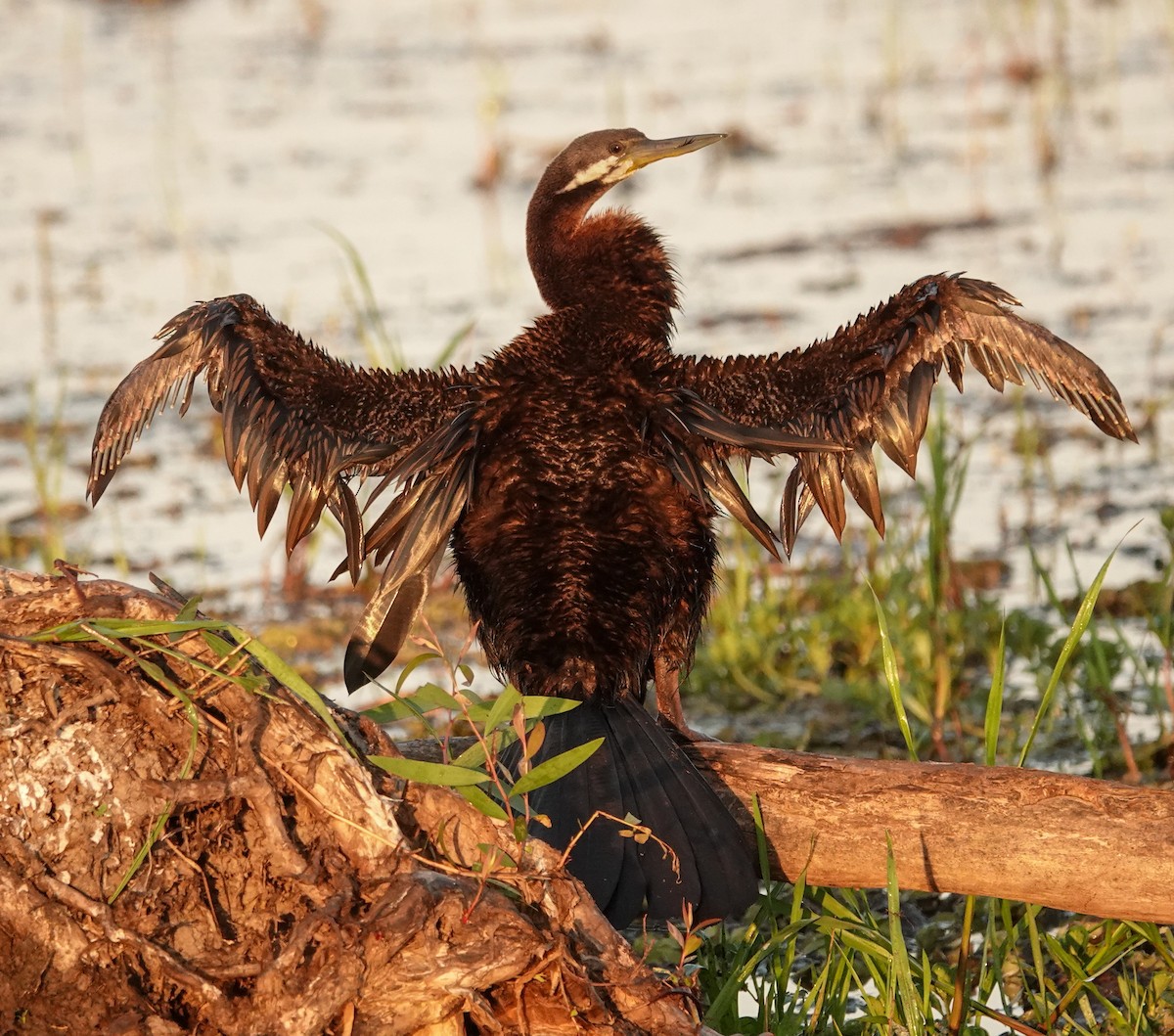 Little Pied Cormorant - ML623353214