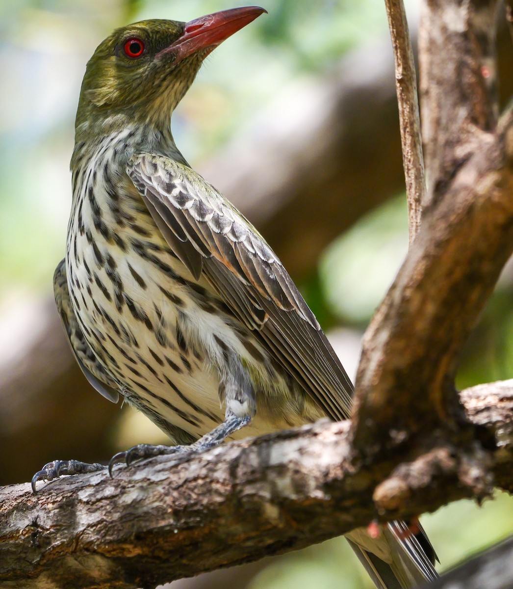 Olive-backed Oriole - ML623353215