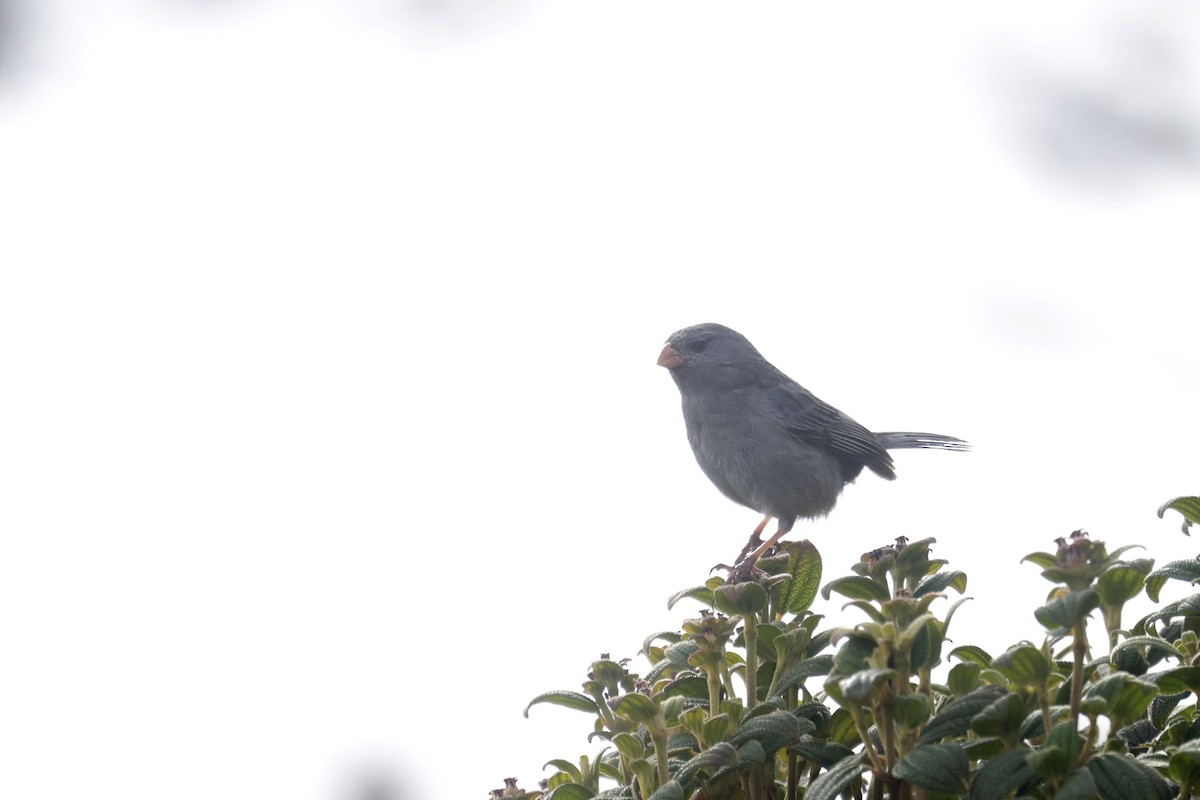 Plain-colored Seedeater - ML623353218