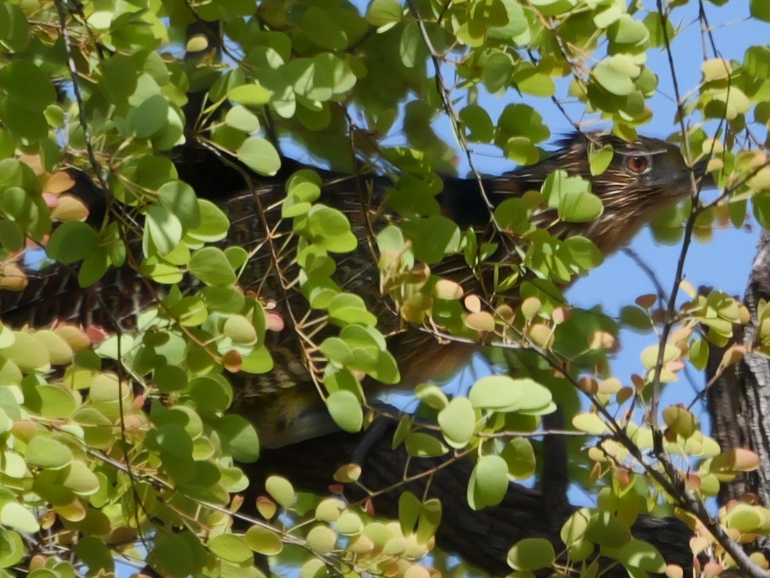 Pheasant Coucal - ML623353231