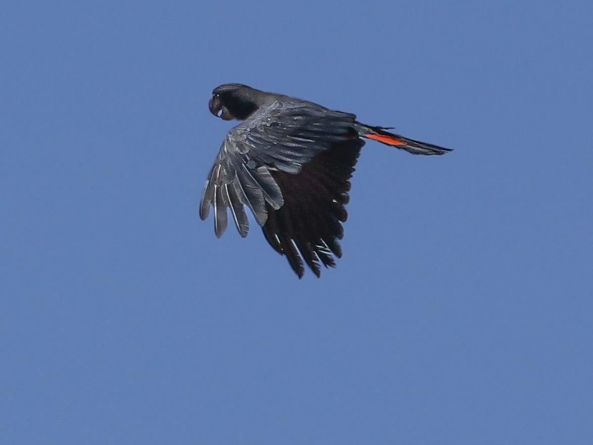 Red-tailed Black-Cockatoo - ML623353236