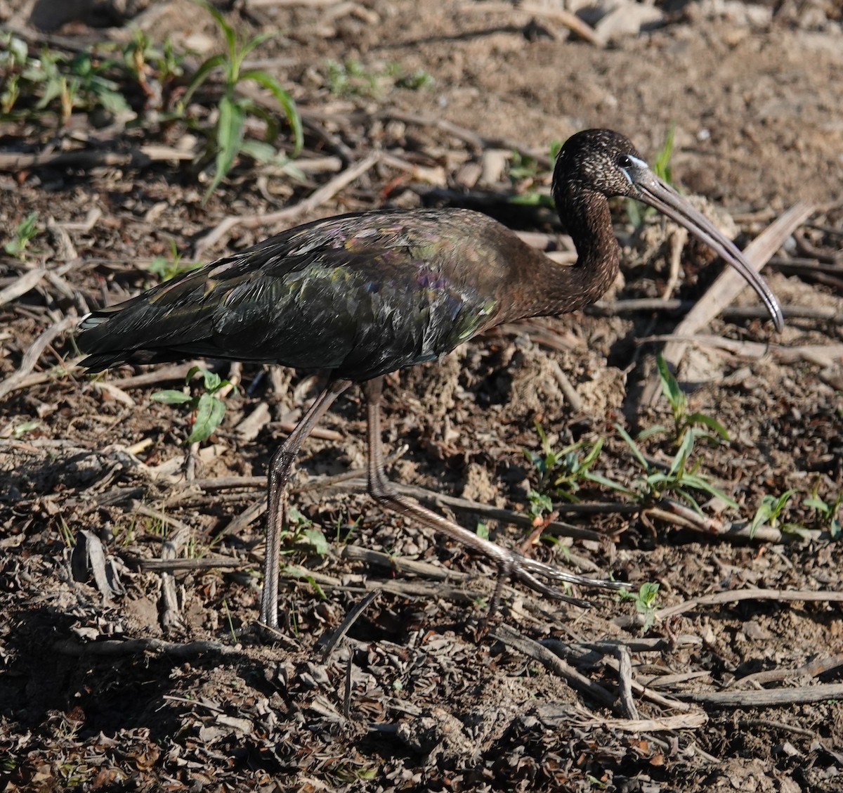 Glossy Ibis - ML623353253