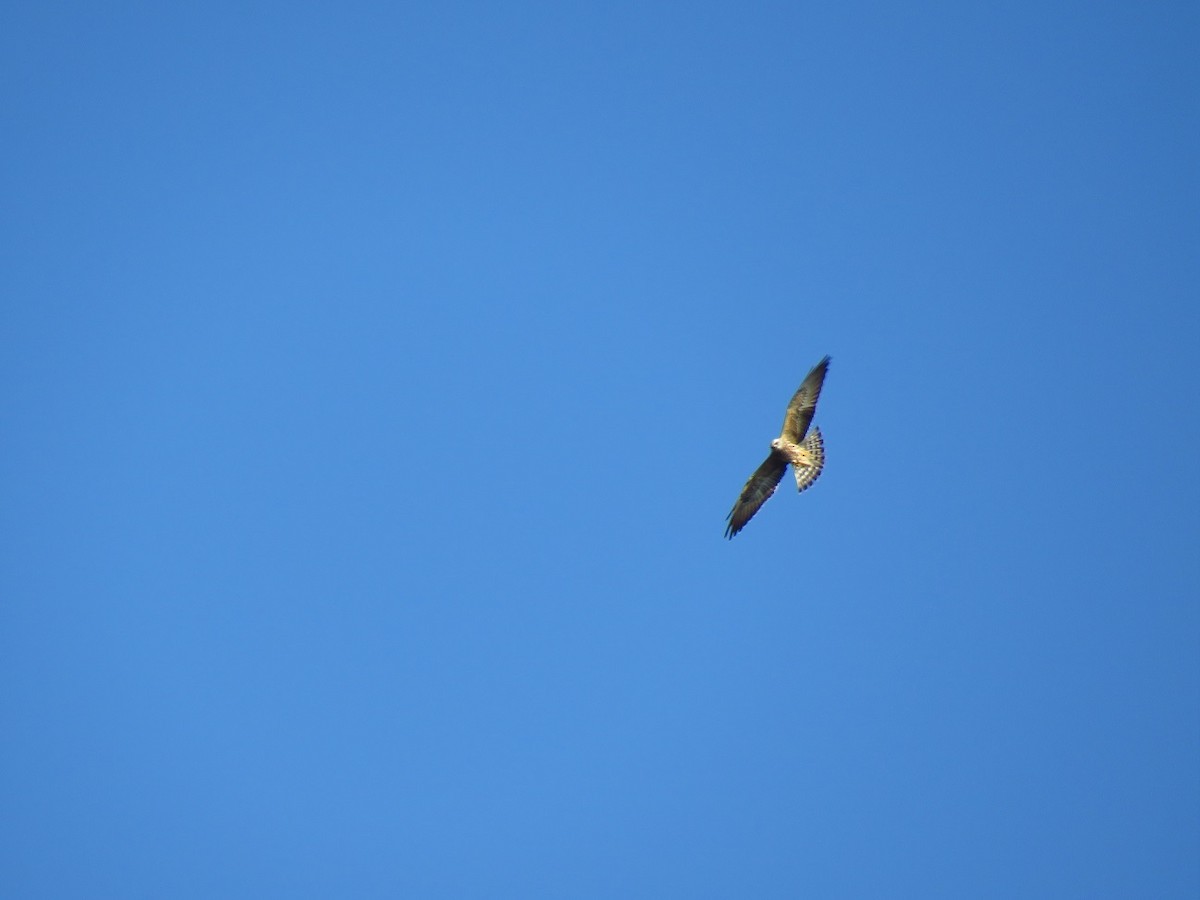 Mississippi Kite - Chris Barrigar