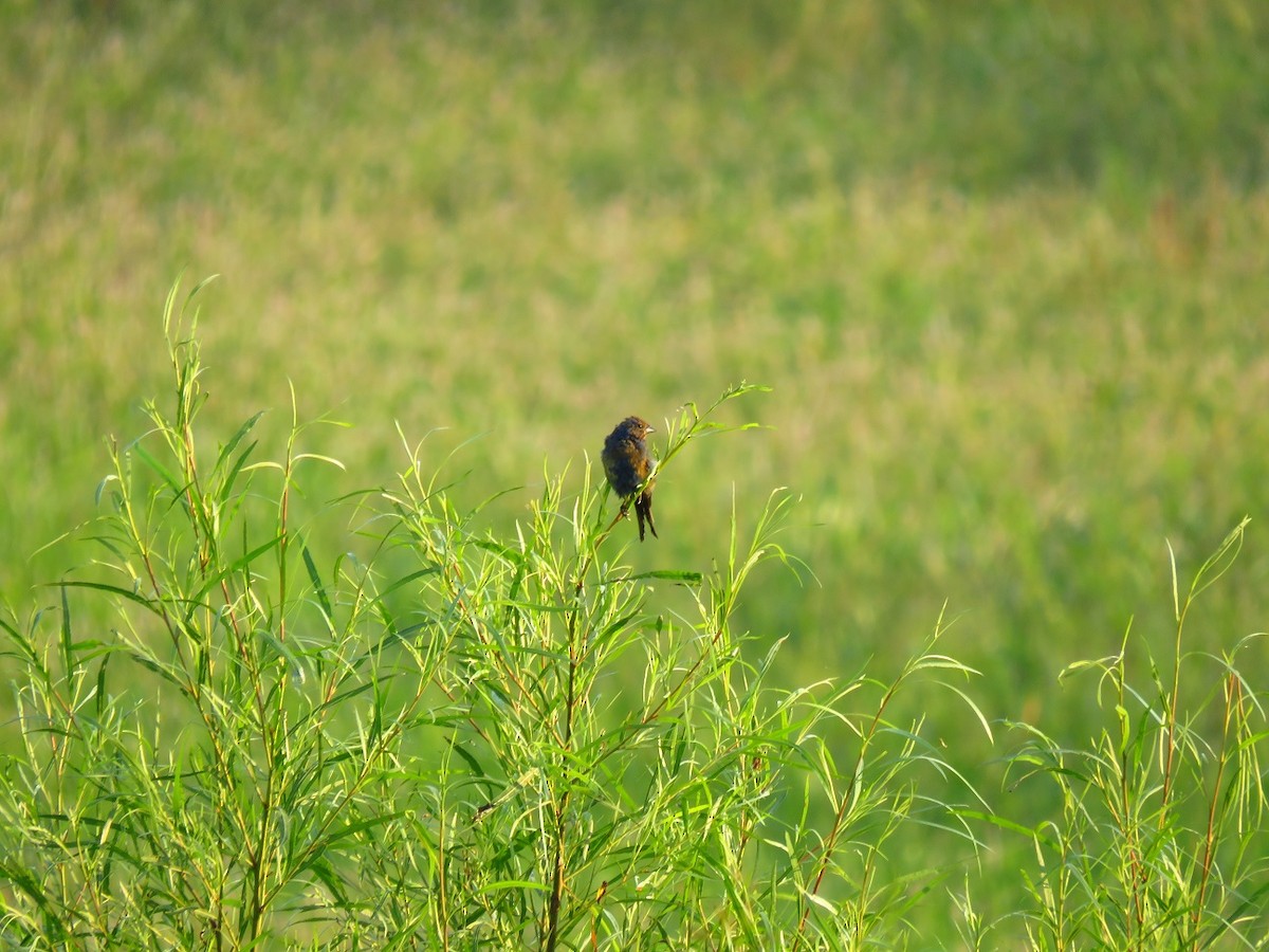 Indigo Bunting - Chris Barrigar