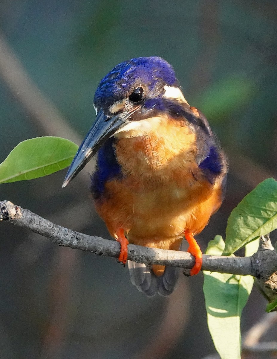 Azure Kingfisher - ML623353269