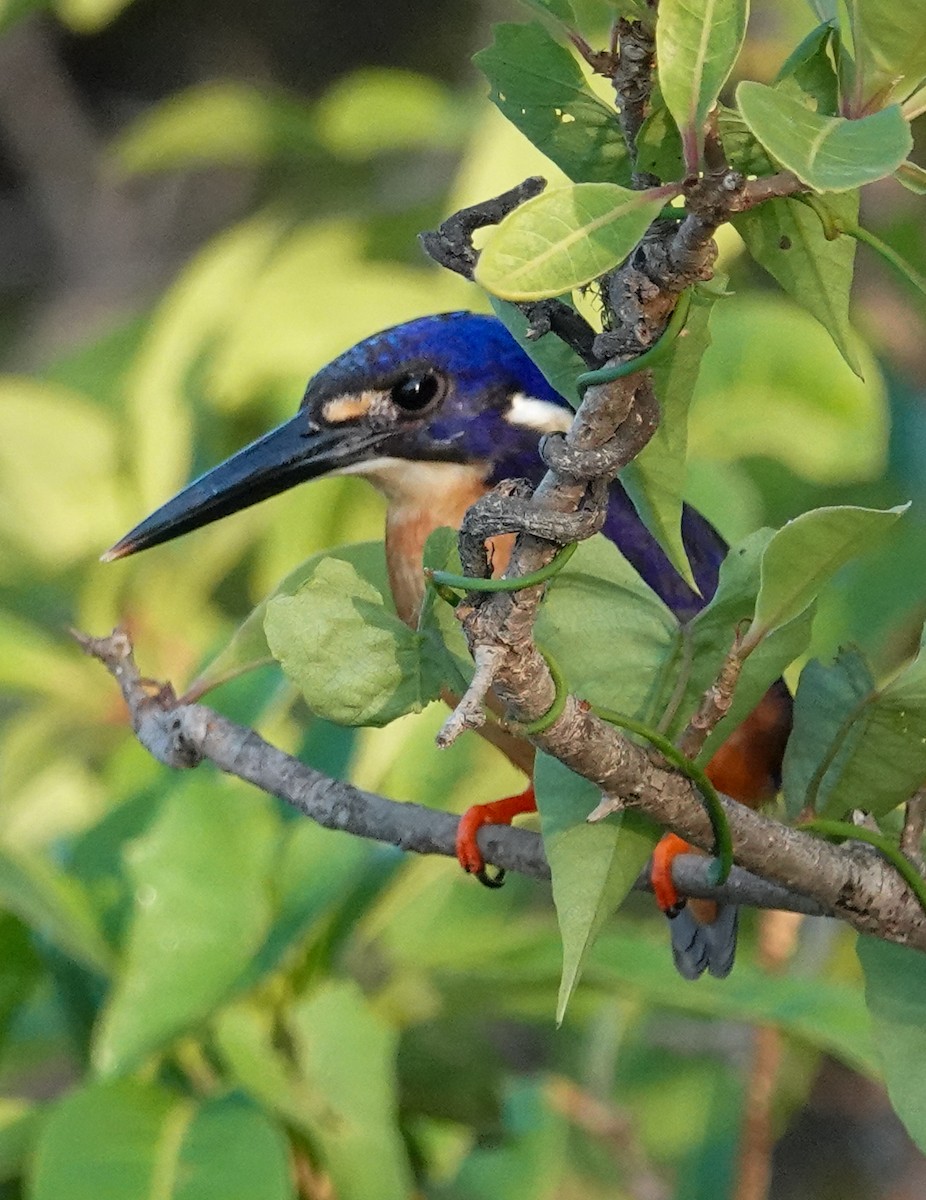 Azure Kingfisher - ML623353270