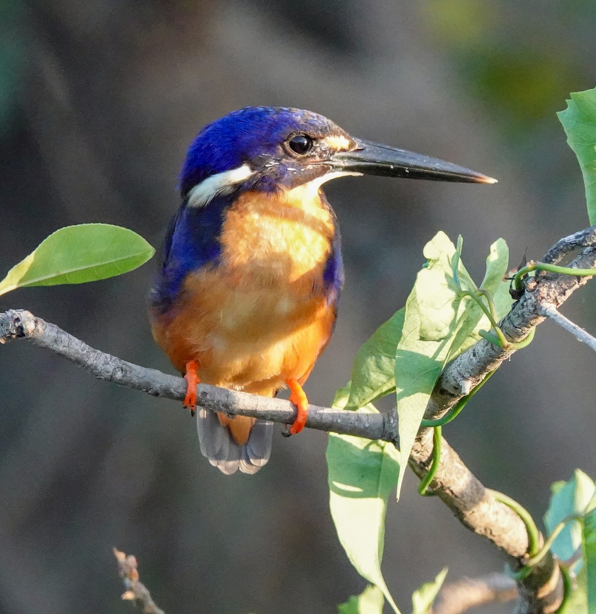 Azure Kingfisher - ML623353271