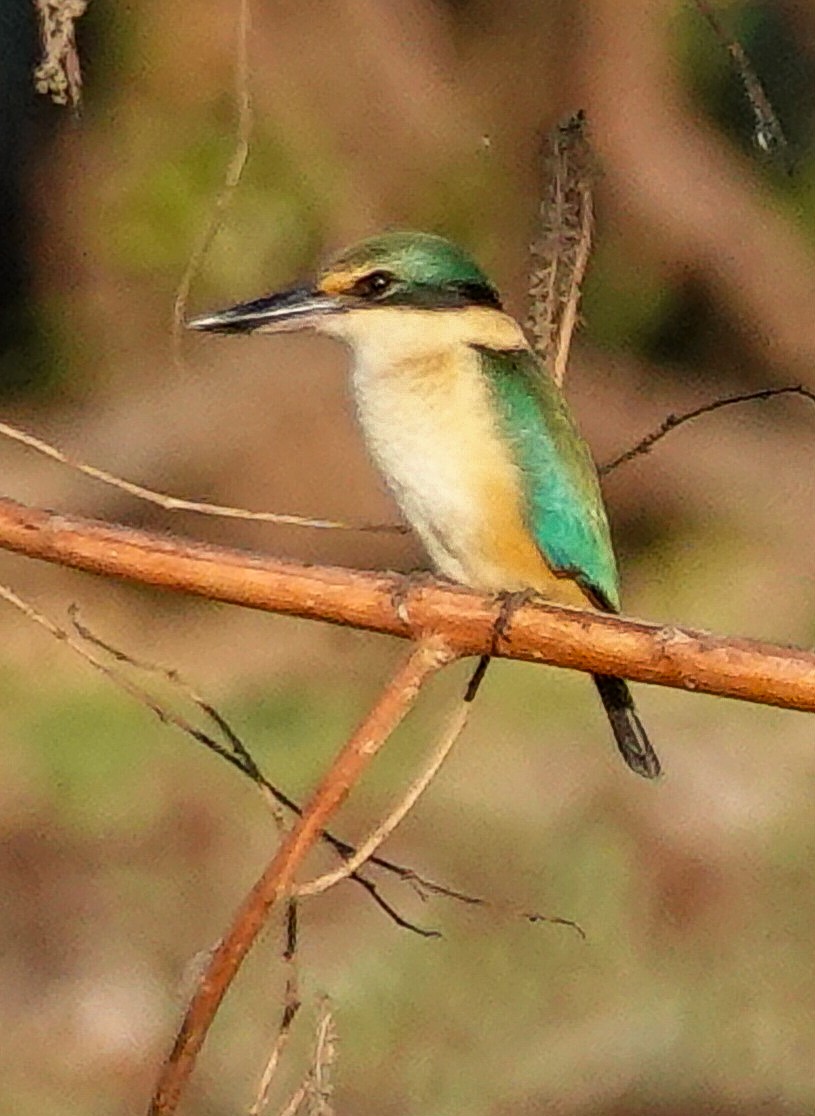 Sacred Kingfisher - ML623353283