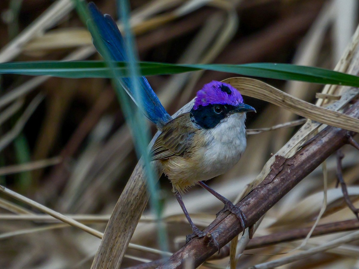 Purple-crowned Fairywren - ML623353305