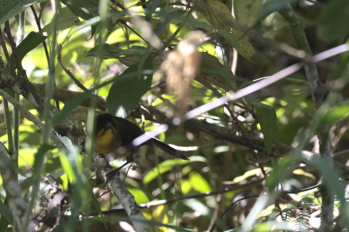 Dusky-headed Brushfinch - ML623353523