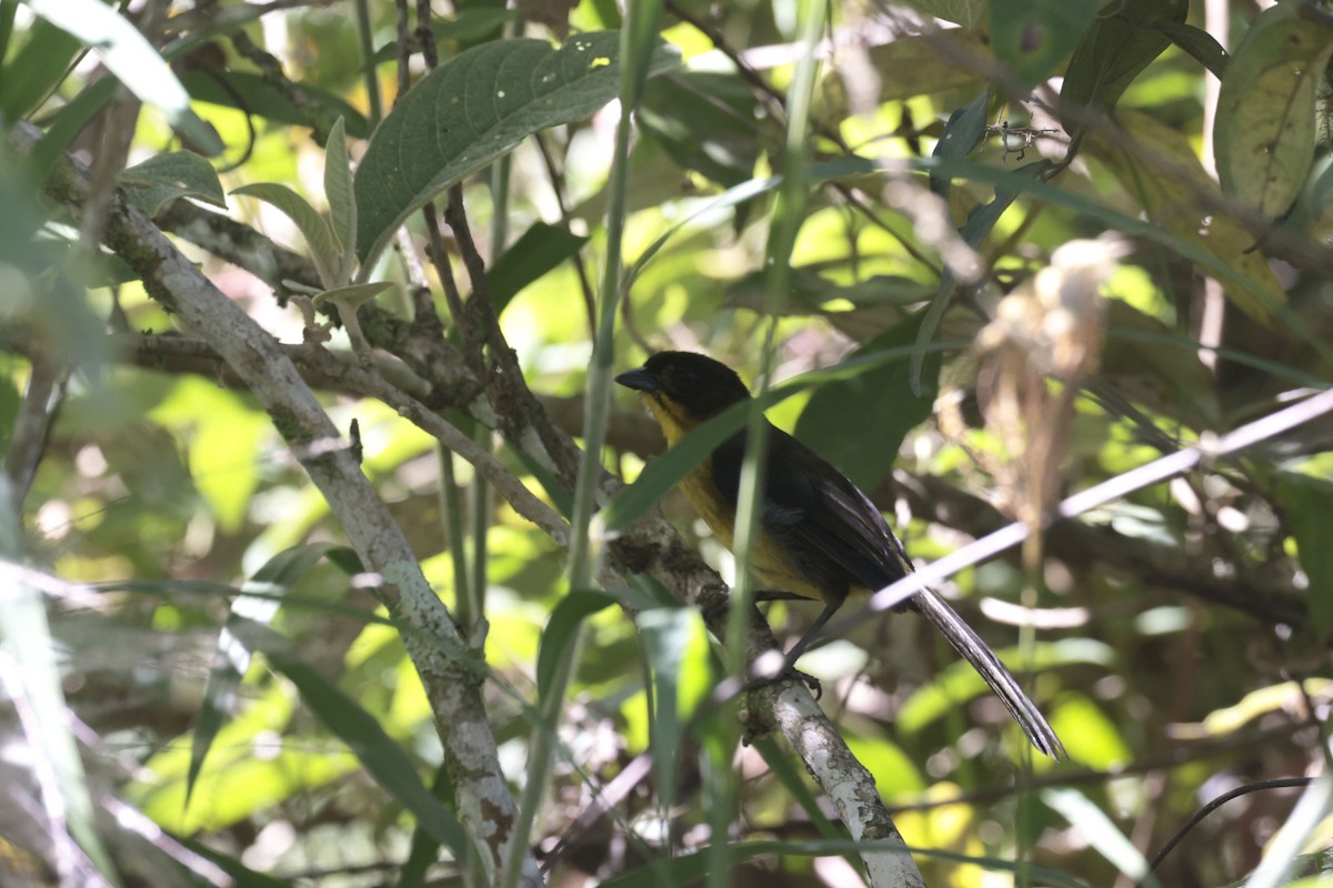 Dusky-headed Brushfinch - ML623353524