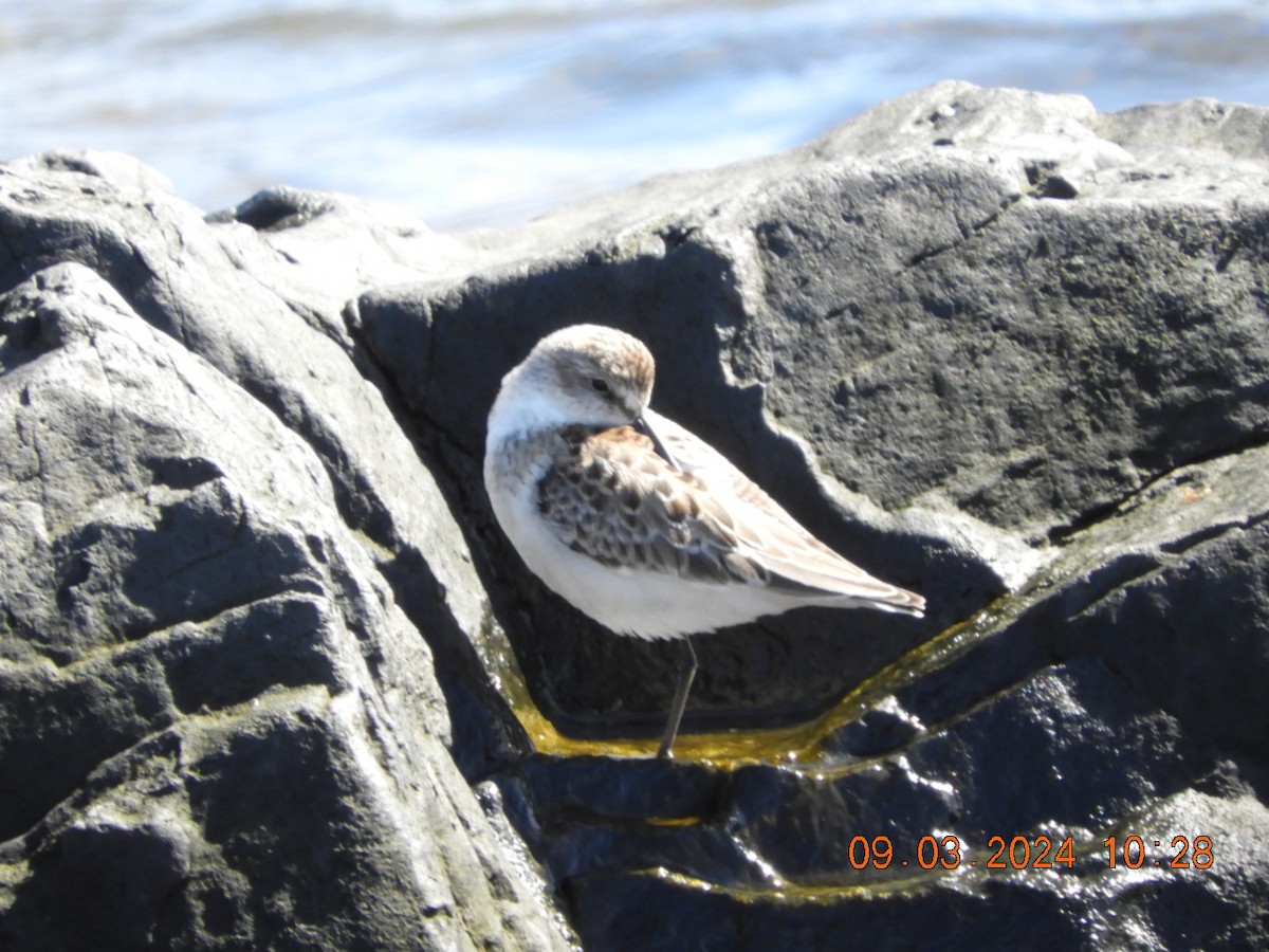 Western Sandpiper - ML623353562