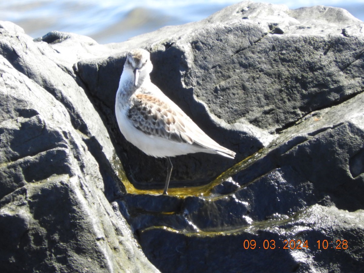 Western Sandpiper - ML623353563