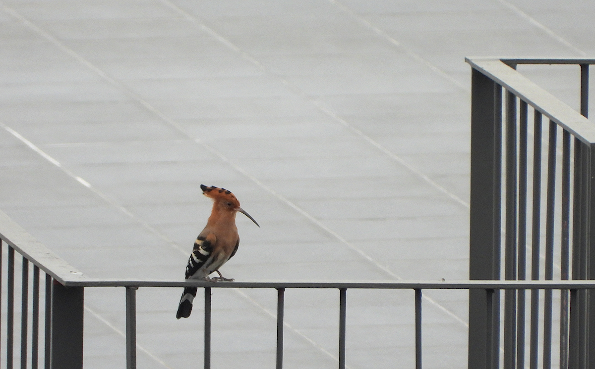 Eurasian Hoopoe - ML623353567