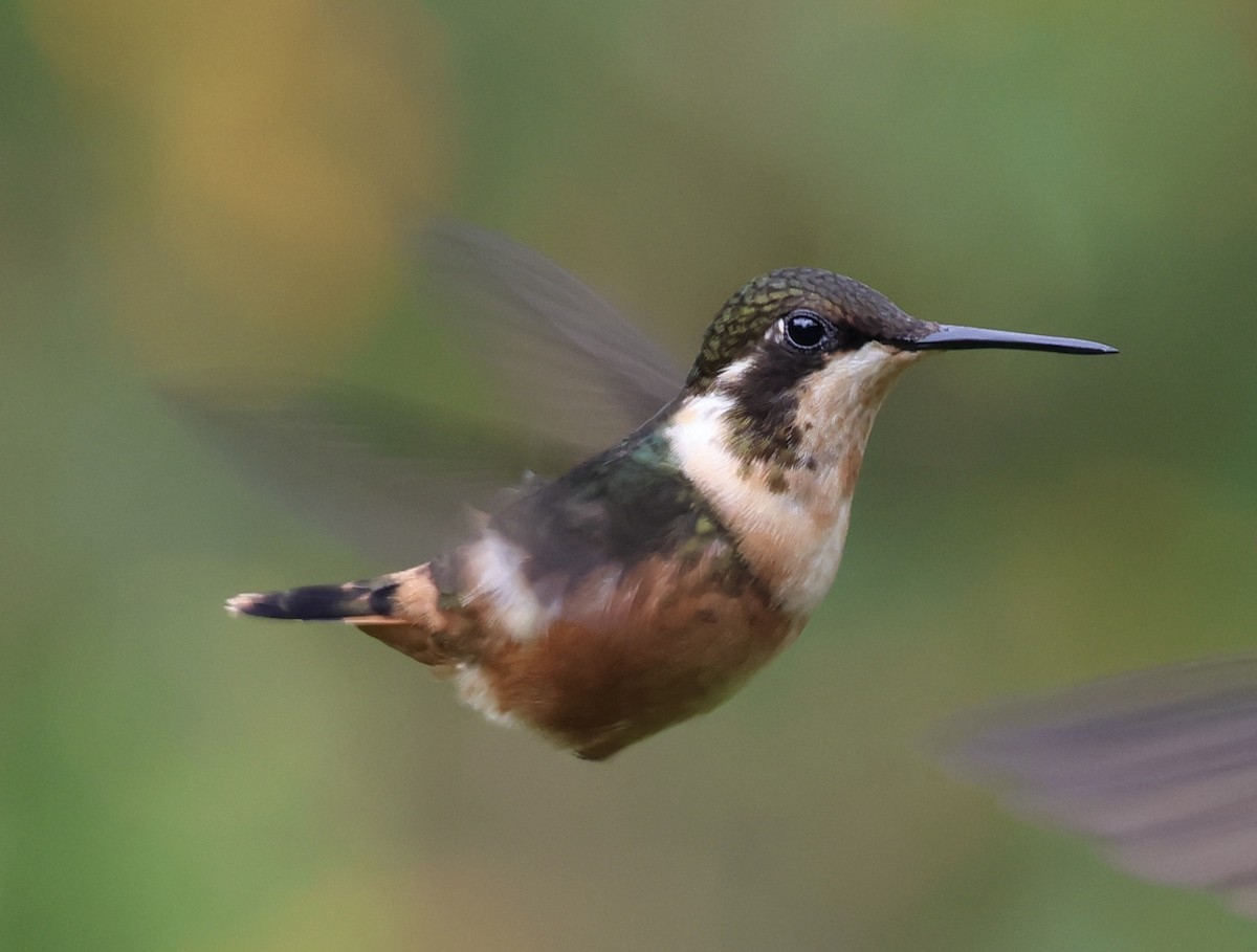 Purple-throated Woodstar - Jamie Adams