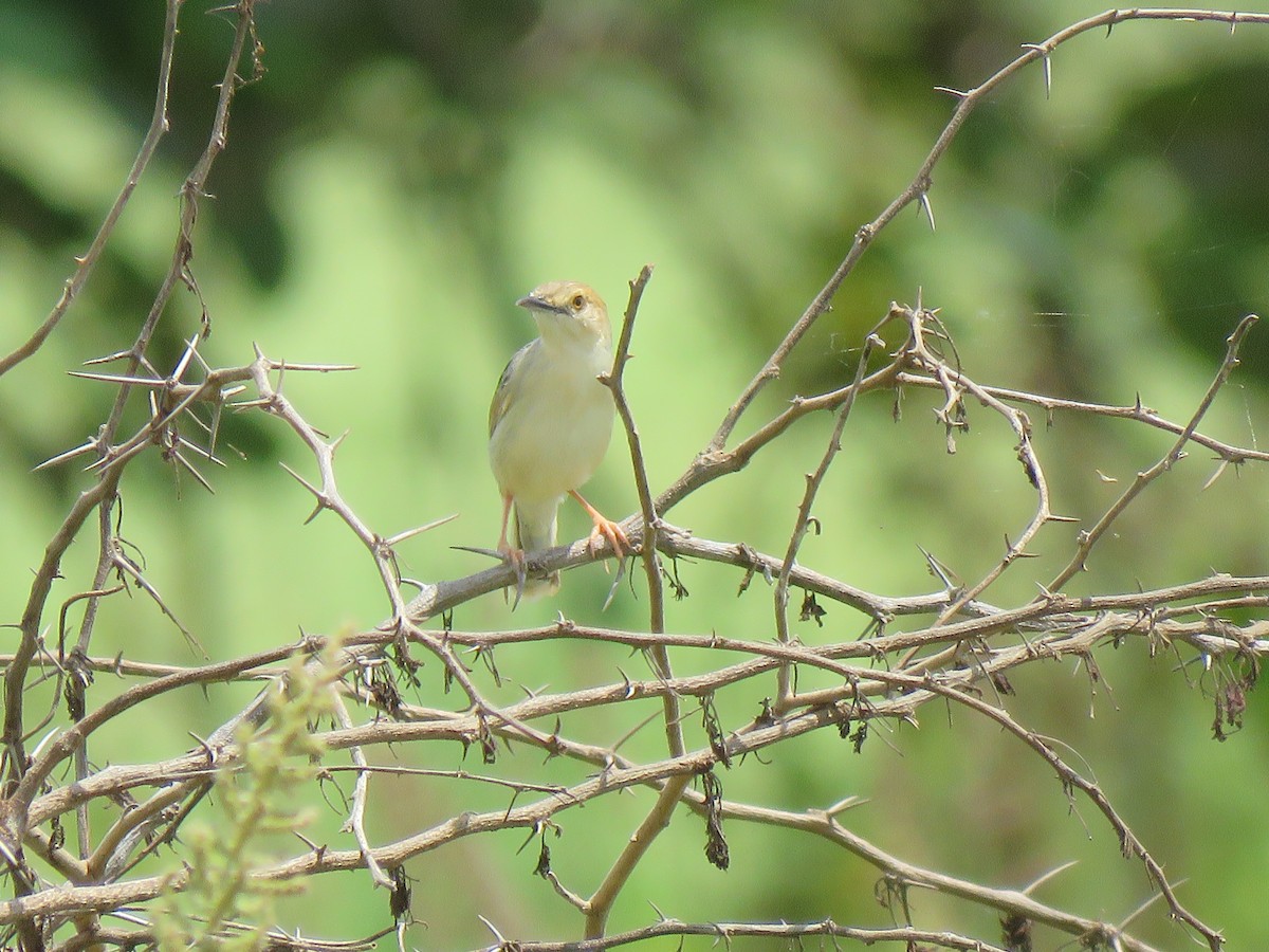 Coastal Cisticola - ML623353647