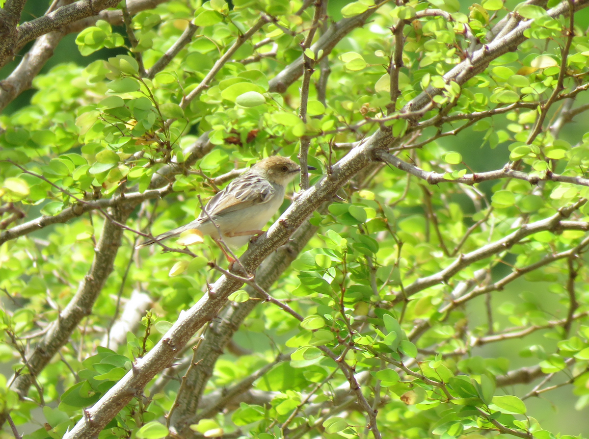 Coastal Cisticola - ML623353654