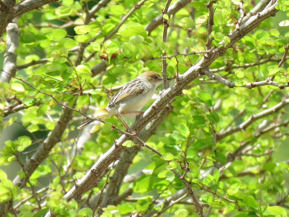 Coastal Cisticola - ML623353655