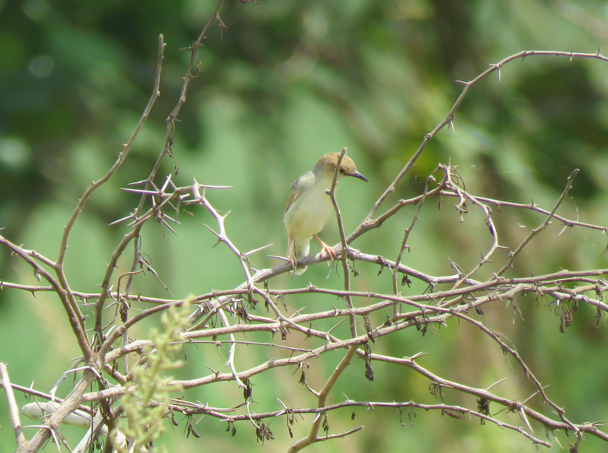 Coastal Cisticola - ML623353657