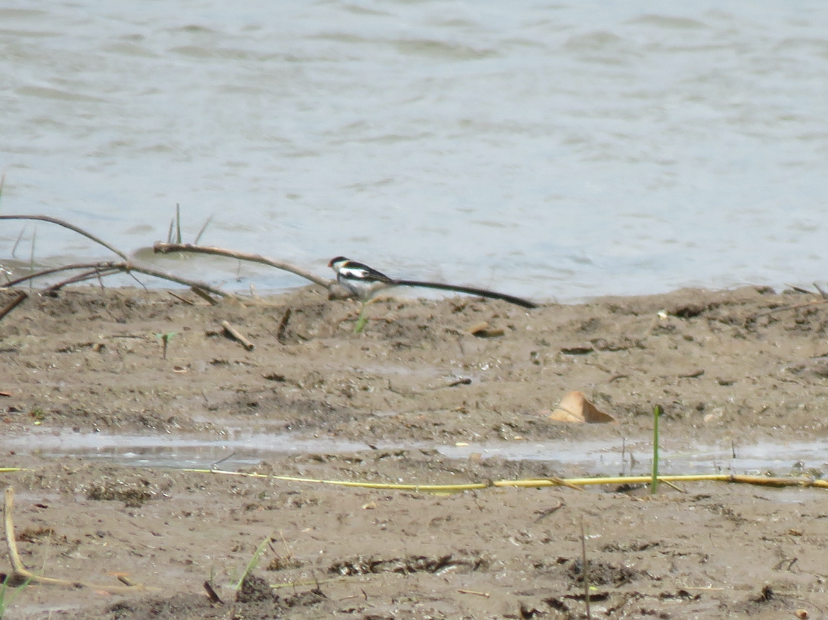 Pin-tailed Whydah - ML623353660