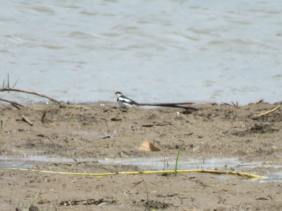 Pin-tailed Whydah - ML623353661