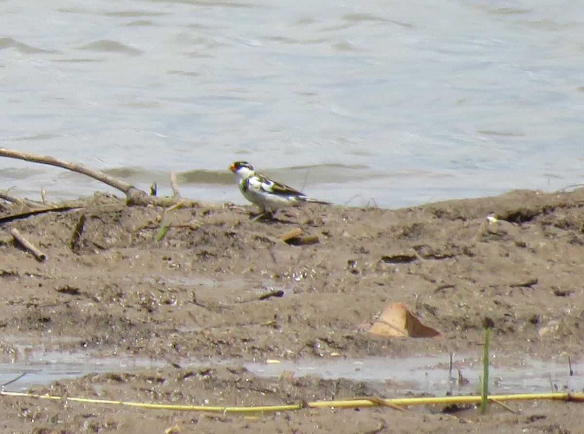 Pin-tailed Whydah - ML623353662